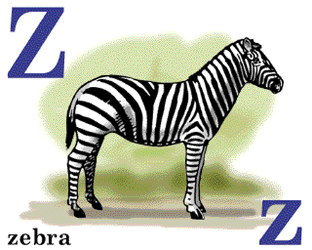 zebra