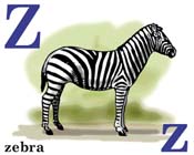 zebra